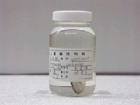 藏品(圓斑兔頭魨)的圖片